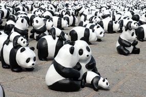 Exhibition of the pandas