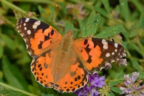 Orange butterfly turtle