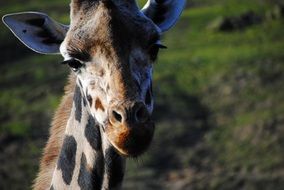 head of a giraffe on a background of green hill on blurred background