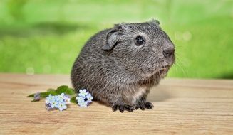 silver guinea pig and cornflowers