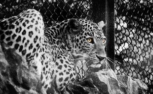 black and white photo of a spotted leopard in a cage