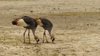 Grey Crowned Crane Birds in Kenya