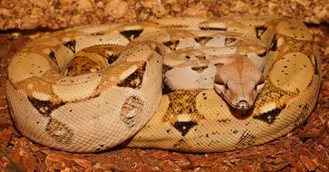 The imperial serpent lies on the ground