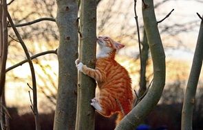 climbing curious red tabby cat