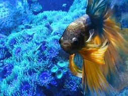 wonderful aquarium fish