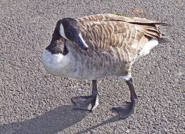 beautiful Canada Goose