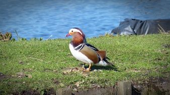 duck on green grass near the water