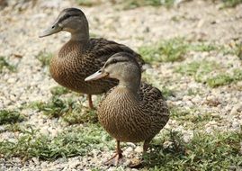 Picture of Ducks in the wildlife