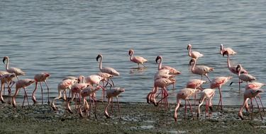 flock of pink flamingos near the water