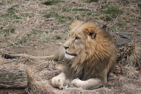 relaxing majestic lion