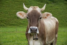 Cow Animal Alp