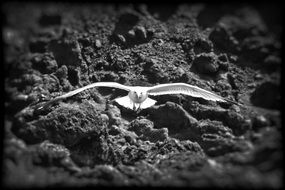 black and white photo of a flying seagull