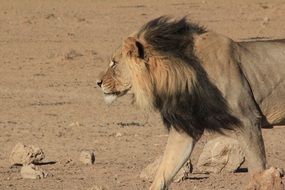 Lion walking in Savannah