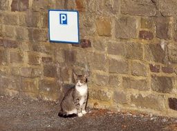 cat by Parking