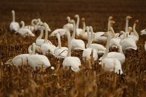 wild whooper swans