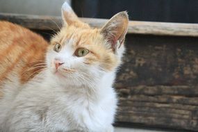 homeless red and white cat