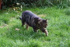 Tiger Cat walking by green grass