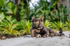 homeless cat in Thailand