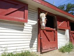 horse in paddock