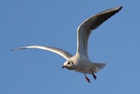 Wild seagull in a flight