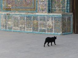 black cat near the wall with tiles