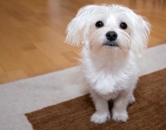 small white dog