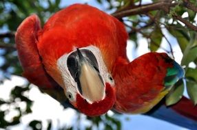 red curious parrot, venezuela