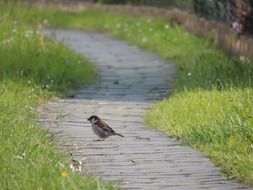 Bird on the pass