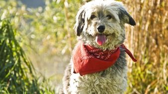 dog in a red scarf close-up