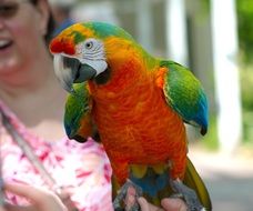 colorful parrot close up