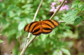 stripped black and orange butterfly