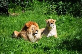 couple of lions rest on the grass on a sunny day