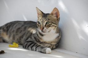 unusually handsome Cat