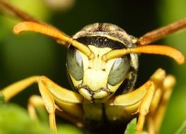 photo of a wasp close-up