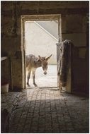 pretty Donkey Farm