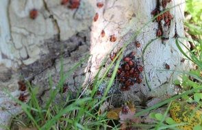 red beetles on a tree closeup