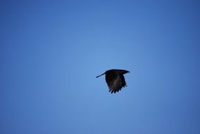 Black crow flies in the blue sky