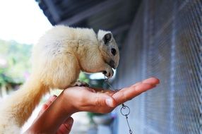 white fluffy squirrel on hand