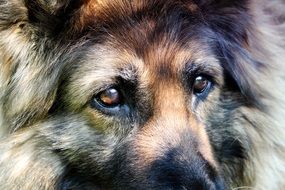 kind eyes of fluffy schÃ¤fer dog