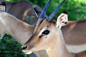 Antelope close-up on blurred background