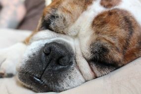sleeping dog's muzzle close-up on blurred background