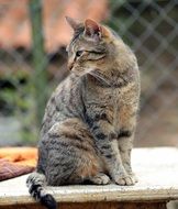 domestic tabby cat sitting outdoor