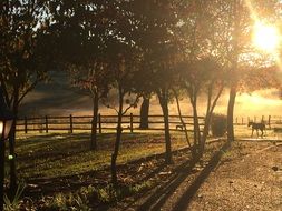 panorama of the farm under the rays of the morning sun