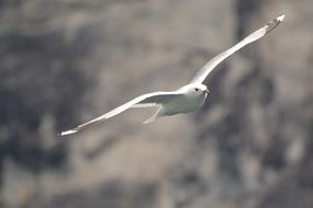 Freedom Fly