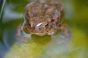 frog on green water