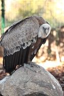 the vulture stands on a stone