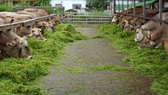 grass feeding of farm cows