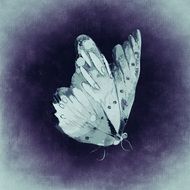 drawing of a white butterfly on the purple background