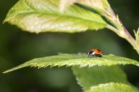 beautiful and cute Ladybird