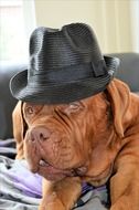 Dog in black Hat